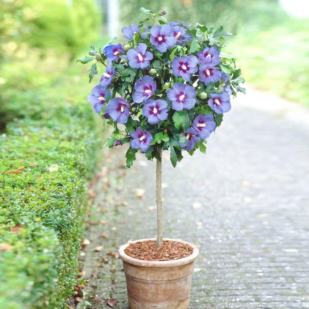 Rose Of Sharon – Garden Flower Seeds