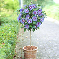 Rose Of Sharon – Garden Flower Seeds