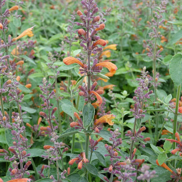 Agastache Agastache Aurantiaca – Apricot Sprite Fragrant Flower Seeds