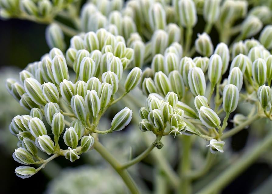 Prairie Indian Plantain – Hardy Wildflower Garden Seeds