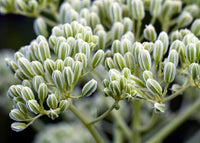 Prairie Indian Plantain – Hardy Wildflower Garden Seeds