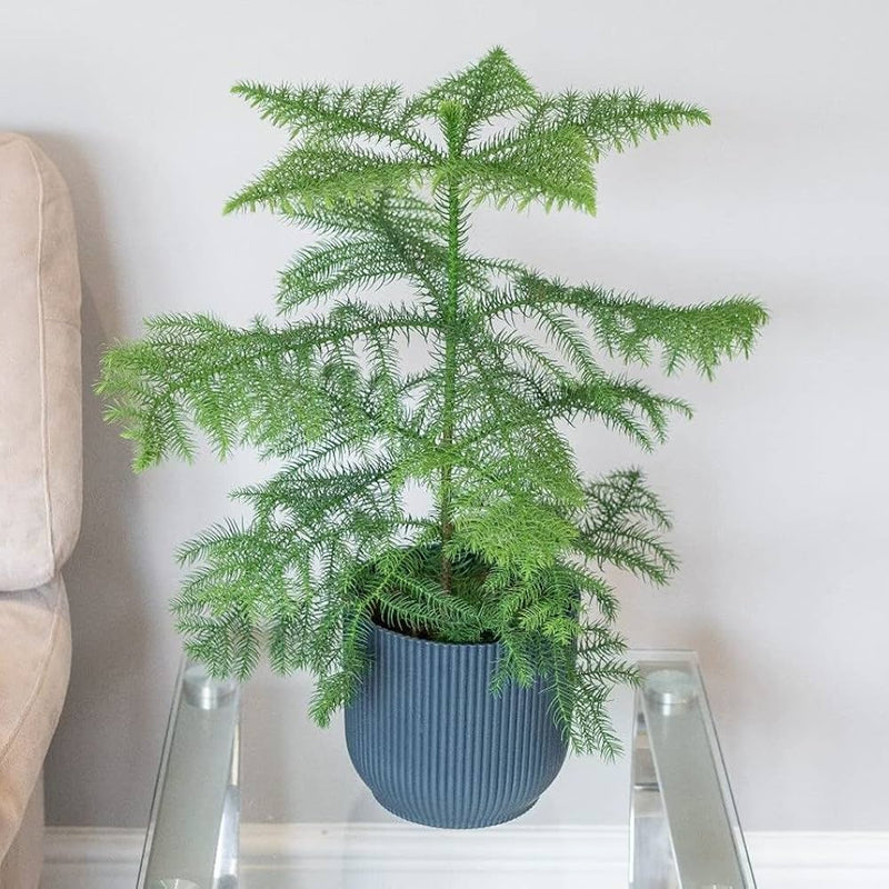 Araucaria Heterophylla Tree Seeds  Norfolk Island Pine Elegant Indoor & Outdoor Evergreen Tree