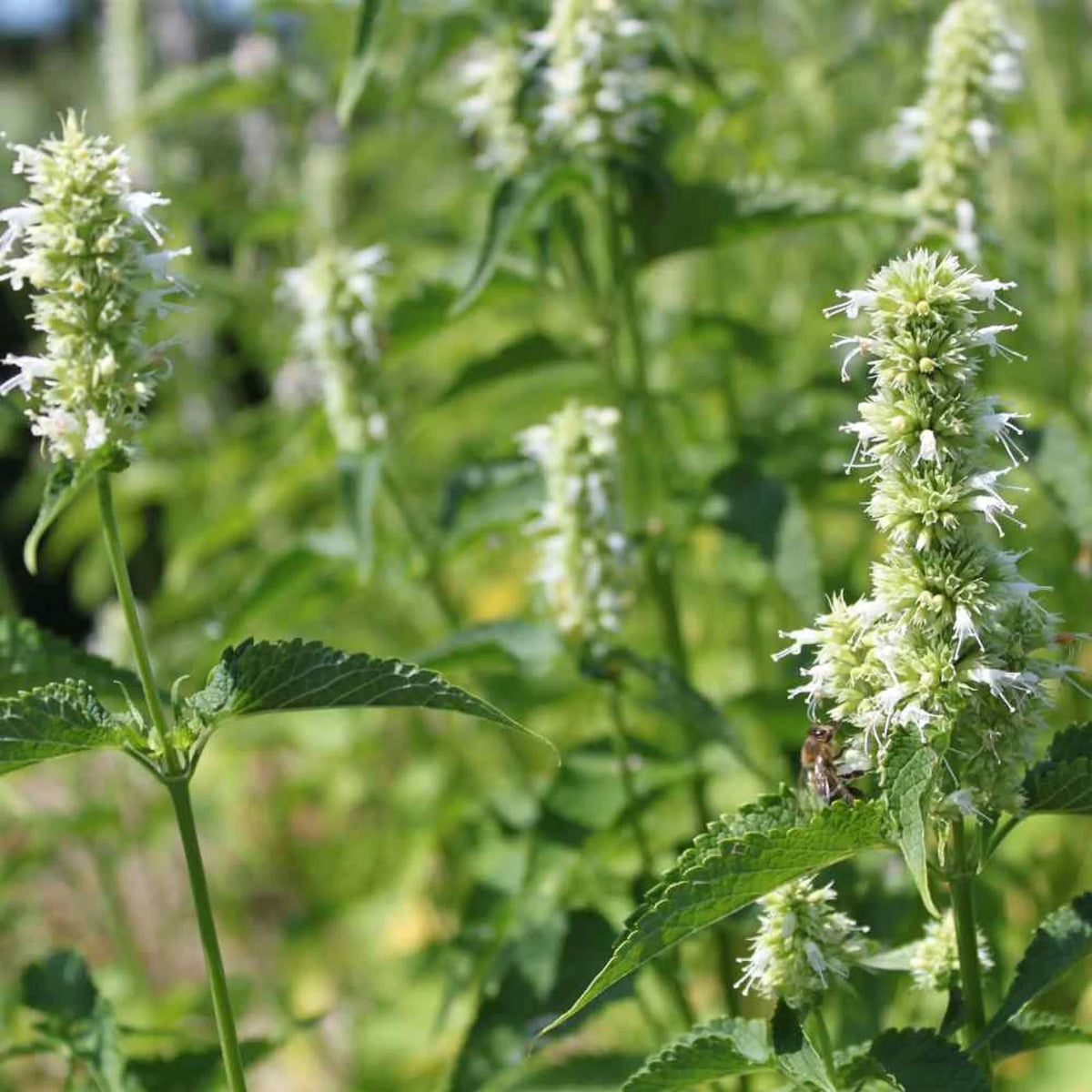 Giant Yellow Hyssop Agastache nepetoides perennial wildflower with tall upright stems, broad green leaves, and pale yellow flower spikes