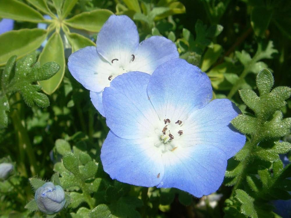 Blue Dream Fuji – Garden Flower Seeds