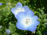 Blue Dream Fuji – Garden Flower Seeds