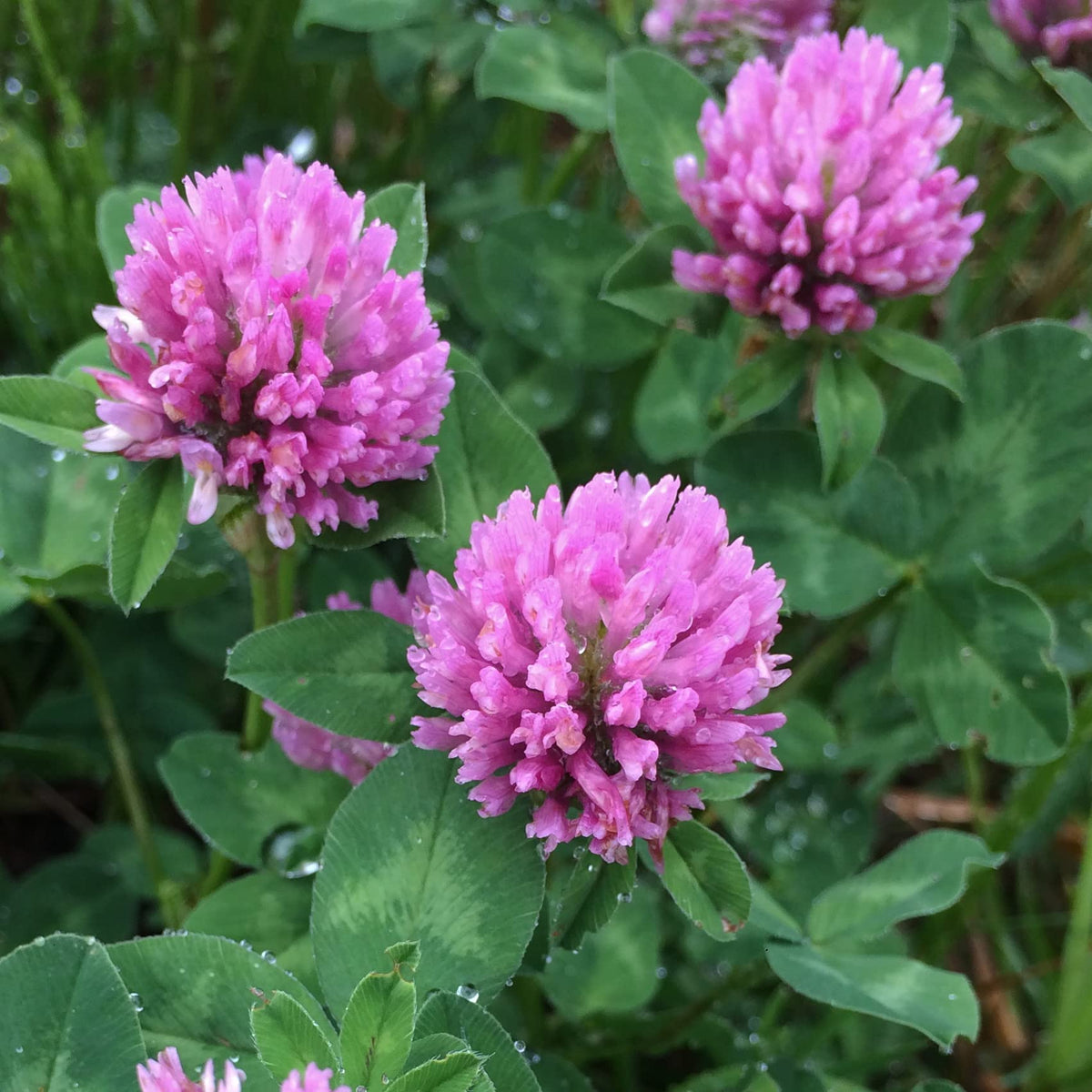 Organic Red Clover Trifolium pratense garden seeds for outdoor planting