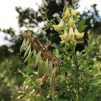 Astragalus Huang-Qi medicinal herb garden seeds for botanical planting.