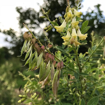 Astragalus Huang-Qi medicinal herb garden seeds for botanical planting.