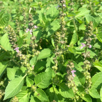 Temperate Tulsi Holy Basil Ocimum tenuiflorum garden seeds for home herb gardening
