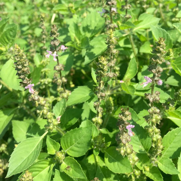 Temperate Tulsi Holy Basil Ocimum tenuiflorum garden seeds for home herb gardening