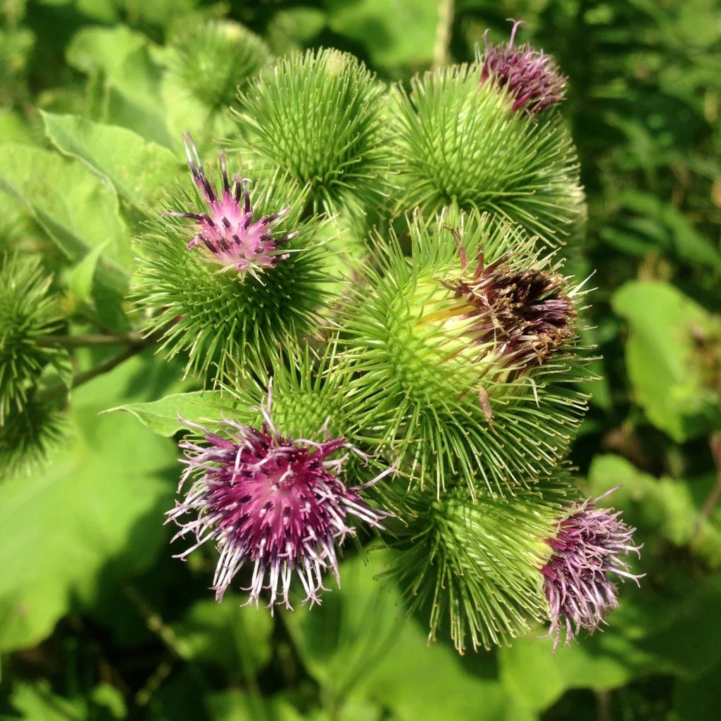 Japanese Gobo Burdock Arctium lappa plant with broad green leaves and long brown taproots used in traditional Japanese vegetable gardening