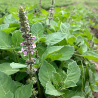 Ocimum tenuiflorum Temperate Tulsi Holy Basil planting seeds for home gardens