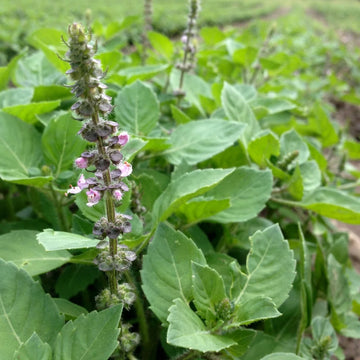 Ocimum tenuiflorum Temperate Tulsi Holy Basil planting seeds for home gardens