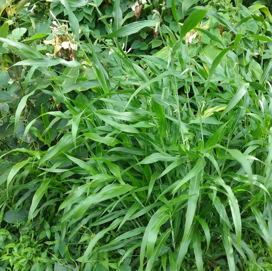 Job’s Tears Coix lacryma-jobi garden plant with arching green foliage and distinctive rounded seed structures