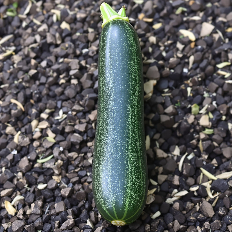 Black Beauty Zucchinni – Garden Vegetable Seeds