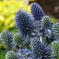 Sea Holly Flower Seeds – Eryngium planum Garden Plant