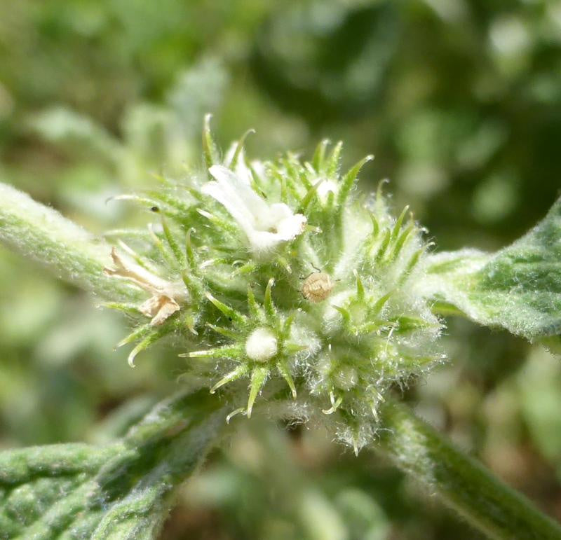 White Horehound Marrubium vulgare perennial herb with woolly gray-green leaves, square stems, and clusters of small white flowers
