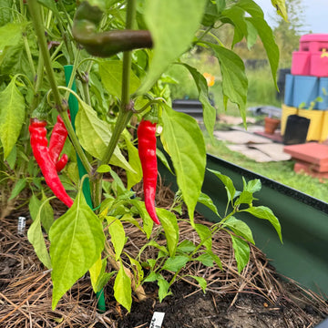 Yunnan Cayenne Pepper plant with green foliage and developing peppers in a sunny garden.