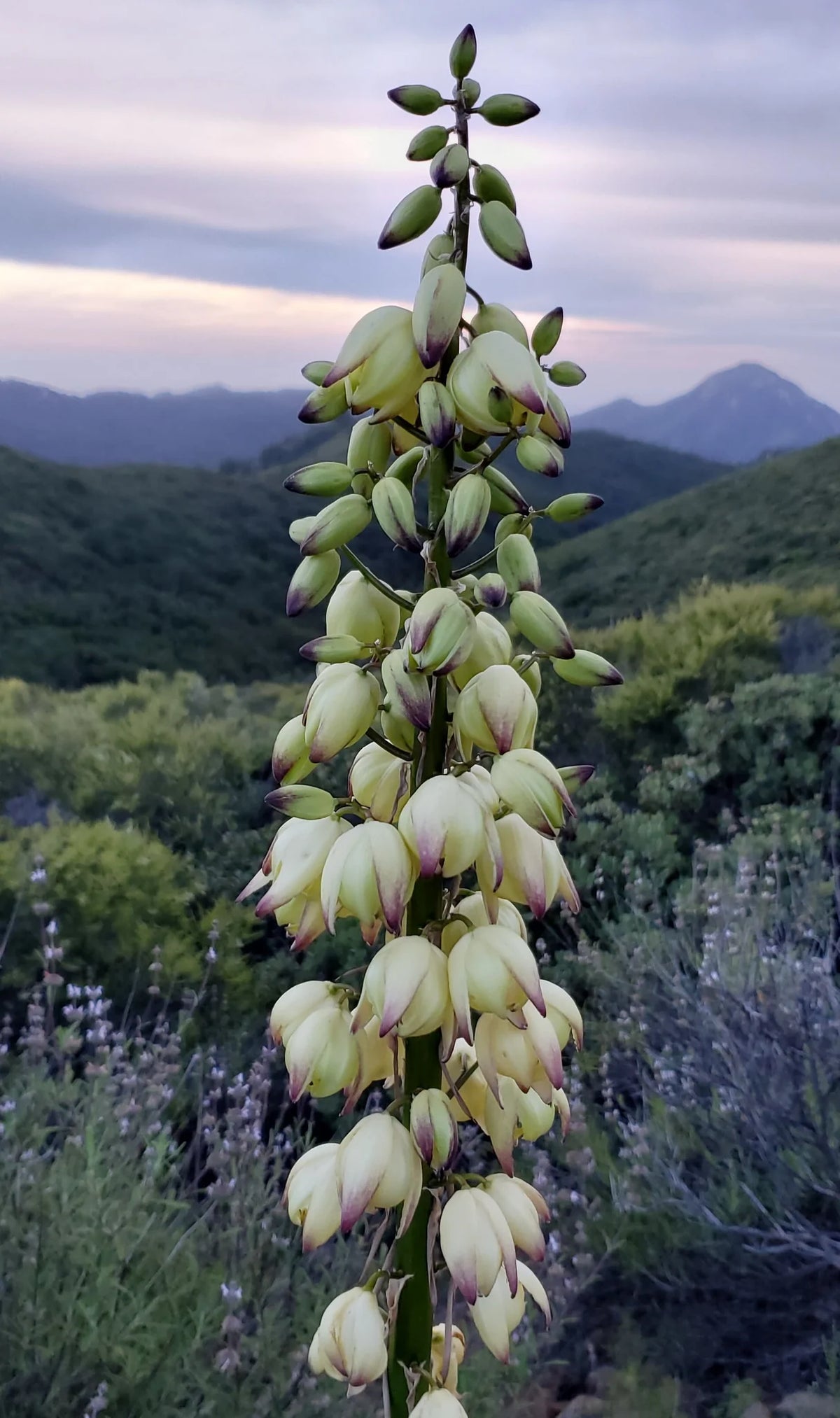 Hesperoyucca Whipplei – Chaparral Yucca Our Lord’s Candle Seeds