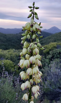 Hesperoyucca Whipplei – Chaparral Yucca Our Lord’s Candle Seeds