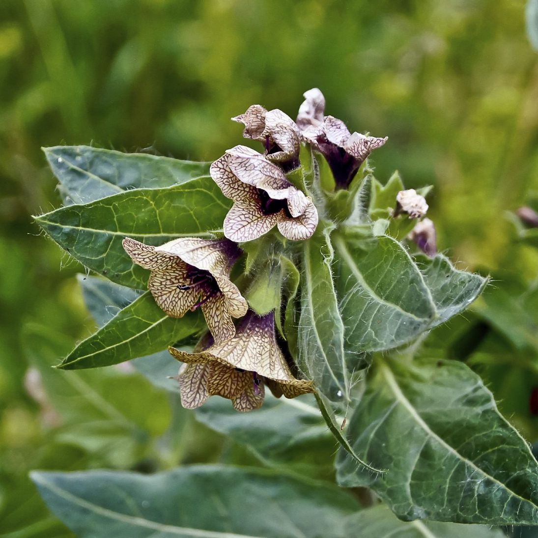 Black Henbane Hyoscyamus niger flowering plant with pale yellow blossoms, dark purple veins, and hairy gray-green leaves
