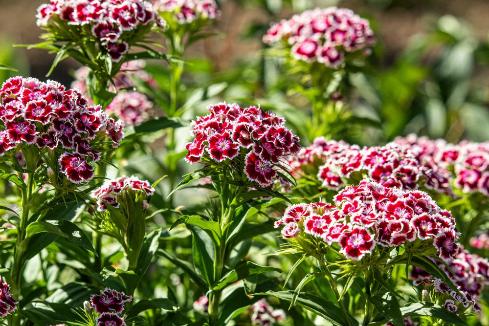 Sweet William Dianthus Barbatus – Vibrant Garden Flower Seeds