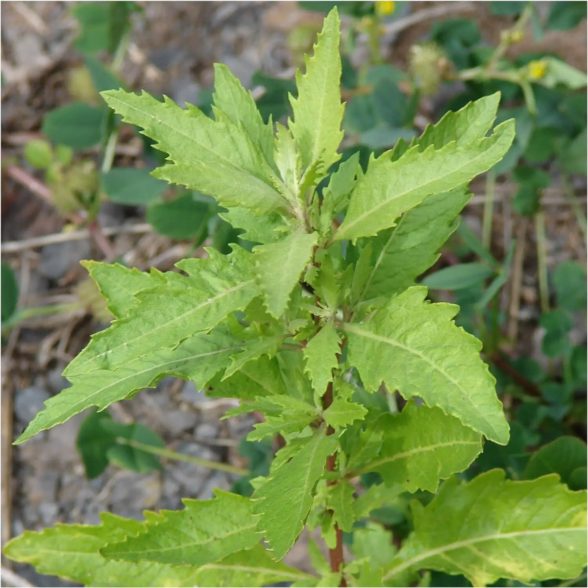 Organic Epazote (Chenopodium ambrosioides, also known as Dysphania ambrosioides) growing in a culinary herb garden with aromatic green leaves, irregularly toothed margins, upright branching stems, and small greenish flower clusters.