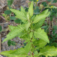 Organic Epazote (Chenopodium ambrosioides, also known as Dysphania ambrosioides) growing in a culinary herb garden with aromatic green leaves, irregularly toothed margins, upright branching stems, and small greenish flower clusters.