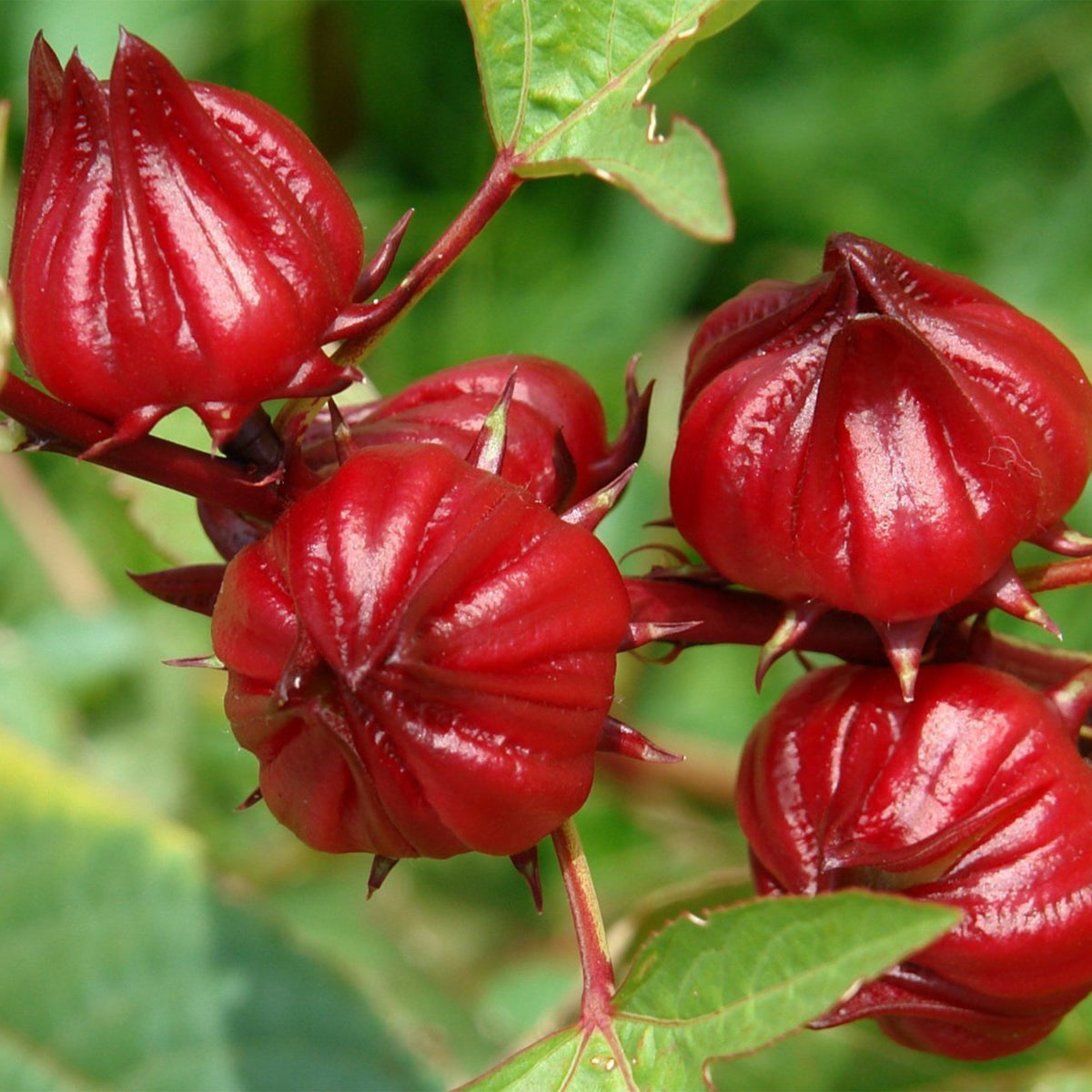 Hibiscus sabdariffa Seeds – Roselle Hibiscus Flowering Plant