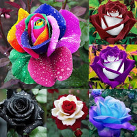 Rose – Colorful Garden Flower Seeds