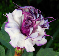 Datura fastuosa ornamental flowering plant seeds for garden planting