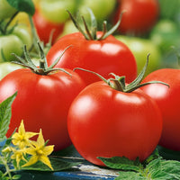 Conqueror of Hearts Tomato – Heirloom Vegetable Garden Seeds