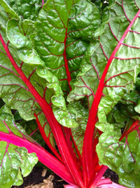 Ruby Red Swiss – Garden Vegetable Seeds