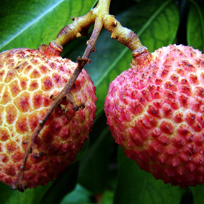 Sweetheart Lychee Seeds for Planting – Heirloom, Non-GMO, Litchi chinensis, Easy to Grow