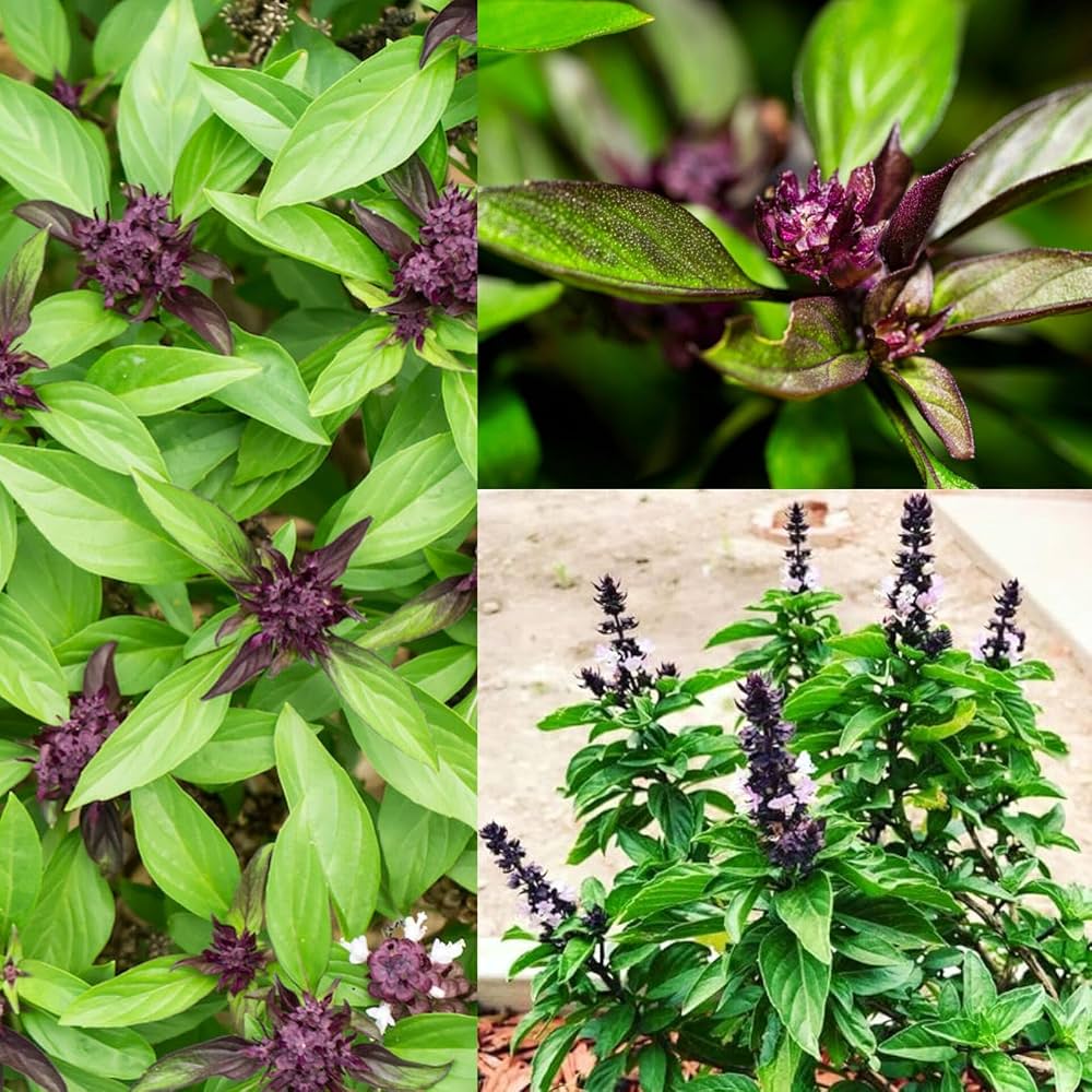 Aromatic basil plants with green foliage for home herb gardens