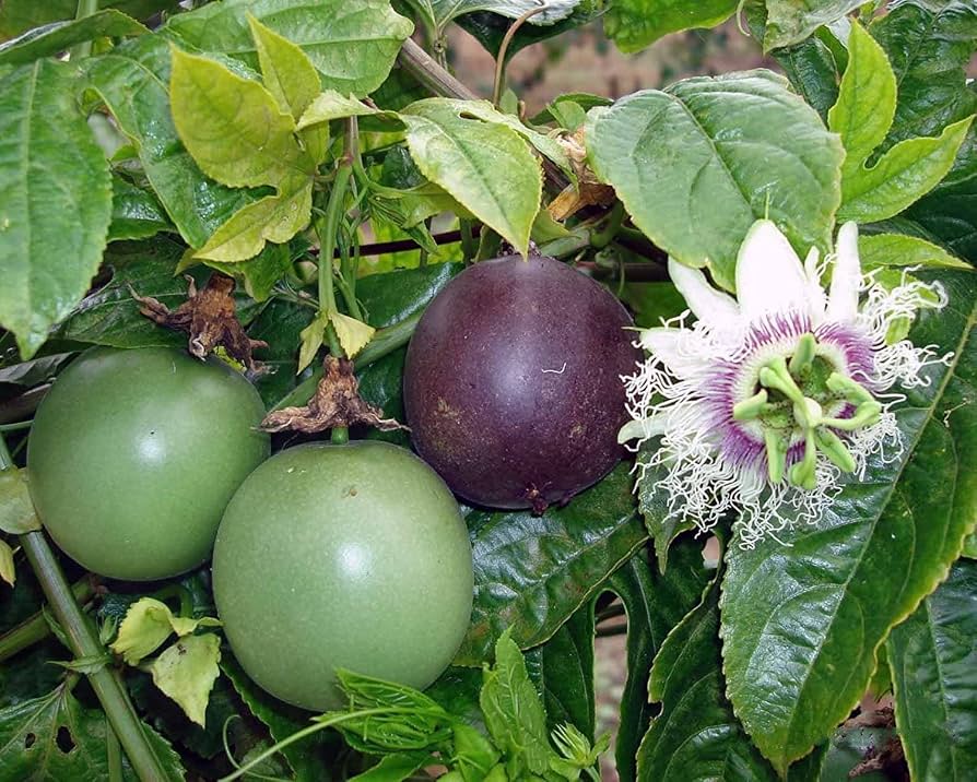 Passiflora edulis Purple Passionflower vine with green foliage and intricate purple and white flowers