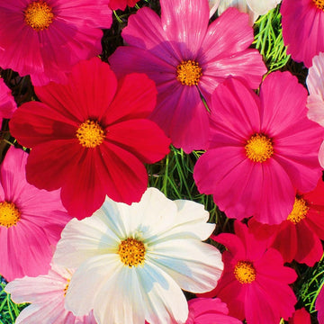Cosmos Ladybird Mixture – Mixed Flower Seeds