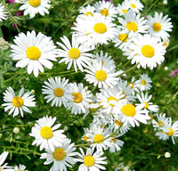 Oxeye Daisy flowering plant with classic daisy-style blooms