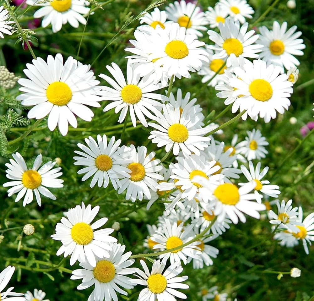 Chrysanthemum leucanthemum Oxeye Daisy flowering plant for garden borders