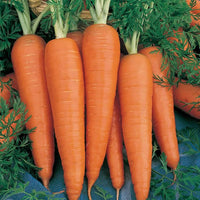 Carrot Denvers Daucus Carota – Vegetable Garden Seeds