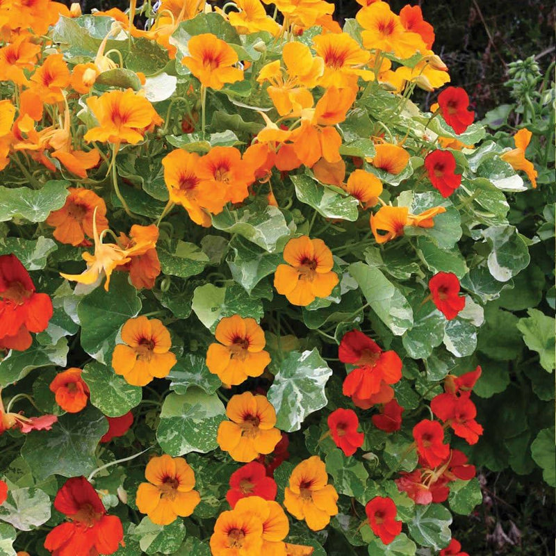 Nasturtium Jewels Tropaeolum majus flower seeds for home gardening
