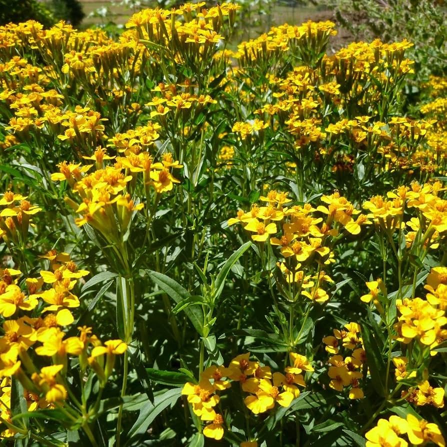 Organic Mexican Tarragon Tagetes lucida seeds for herb gardening