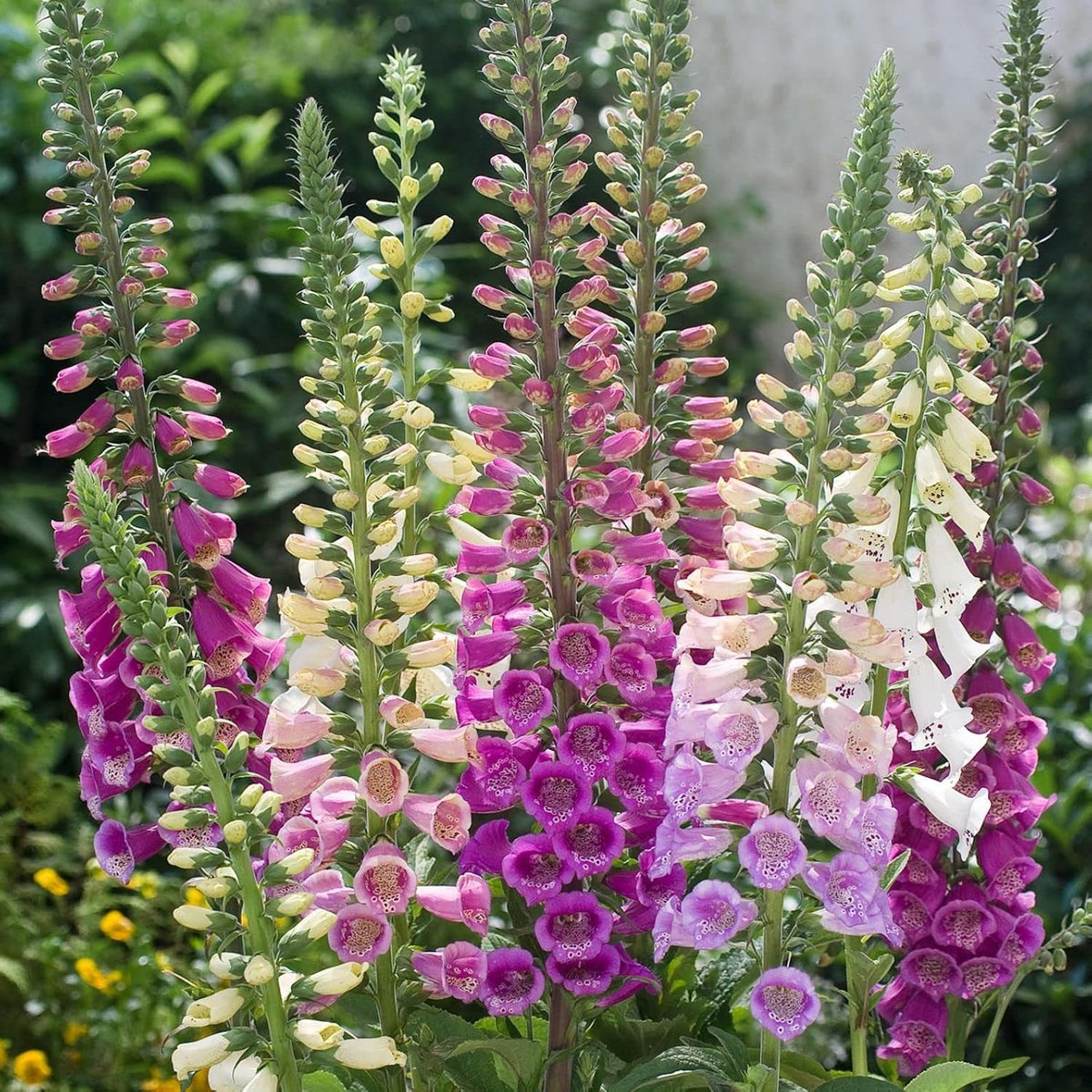 Digitalis Foxglove Mixed – Colorful, Mixed, Hummingbird Attracting