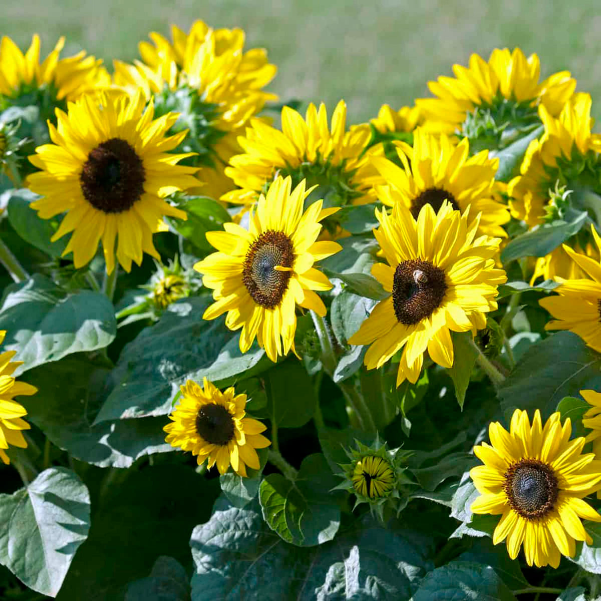 Hopi Black Dye Sunflower Helianthus annuus with dark seeds