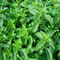 Peppermint (Mentha × piperita) Herb Seeds for Planting – Aromatic Mint Variety for Home Gardens