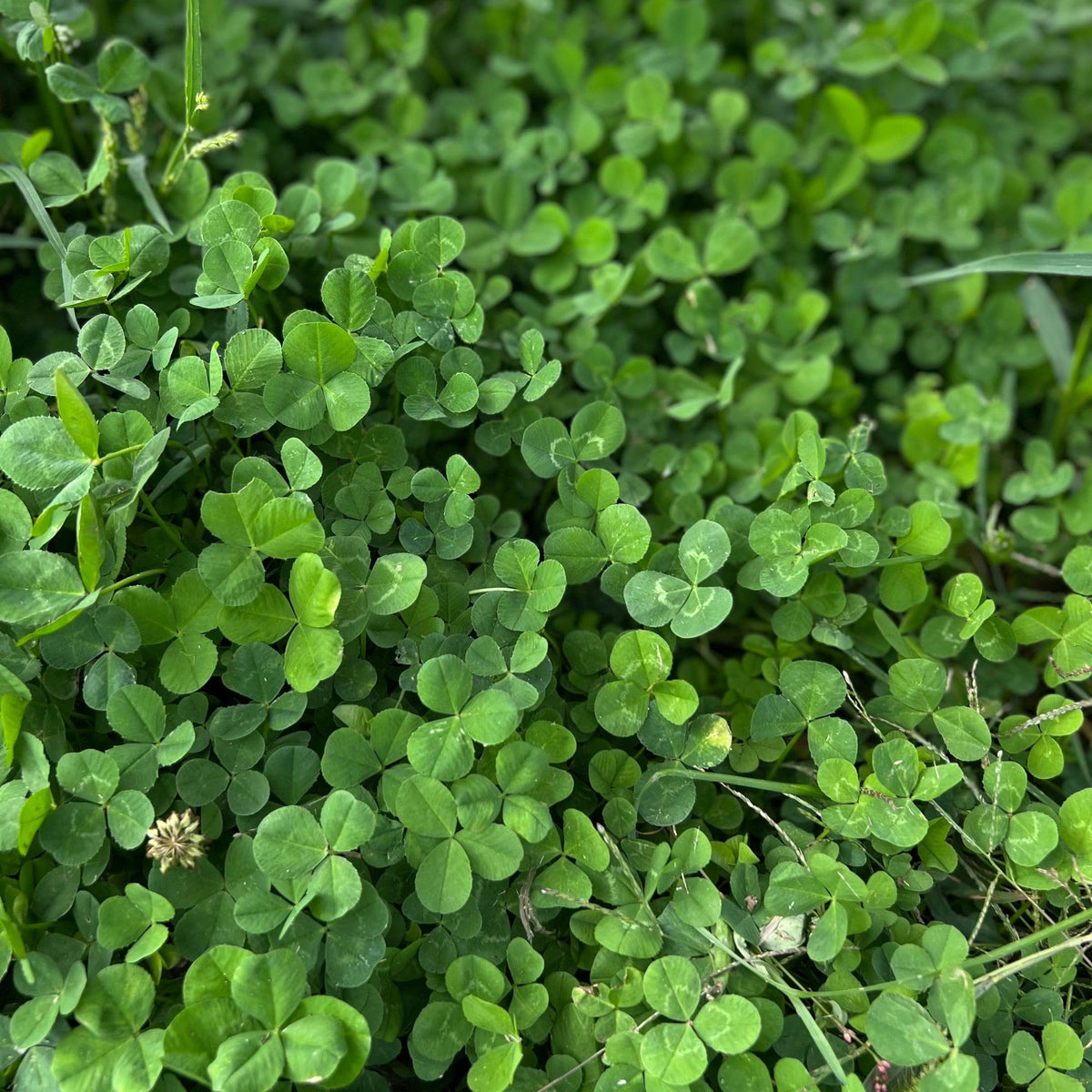 Mini Clover (Microclover) Seeds for Planting – Heirloom, Non-GMO, Low-Mow Groundcover, Perennial, Easy to Grow