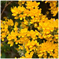 Golden Gorse Bloom Seeds – Heirloom, Non-GMO, Hardy Shrub, Early-Season Yellow Flowers
