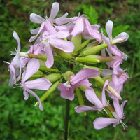 Soapwort Saponaria – Colorful Wildflower Garden Seeds