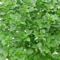Dwarf Greek Basil – Dwarf Herb Seeds