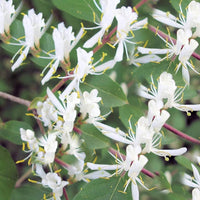 Fly Honeysuckle – White Perennial Climbing Flower Seeds